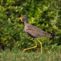 čejka hnědá - Vanellus senegallus