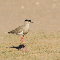 čejka korunkatá - Vanellus coronatus