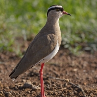 čejka korunkatá - Vanellus coronatus