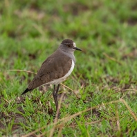 čejka šedoprsá - Vanellus lugubris