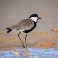 čejka trnitá - Vanellus spinosus