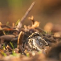 čejka trnitá - Vanellus spinosus