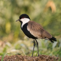 čejka trnitá - Vanellus spinosus