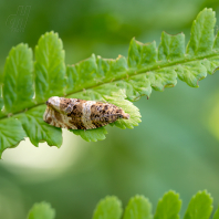 Celypha cespitana