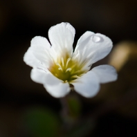 Cerastium nigrescens