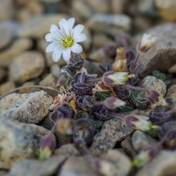 Cerastium nigrescens