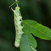 Ceratomia undulosa