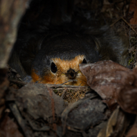 červenka obecná - Erithacus rubecula