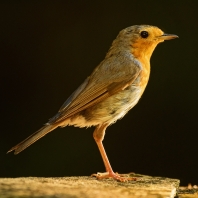 červenka obecná - Erithacus rubecula