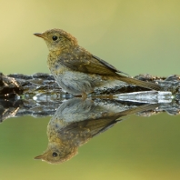 červenka obecná - Erithacus rubecula