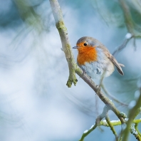 červenka obecná - Erithacus rubecula