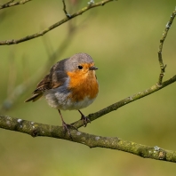červenka obecná - Erithacus rubecula