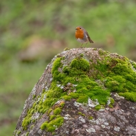 červenka obecná - Erithacus rubecula