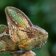 chameleon jemenský - Chamaeleo calyptratus