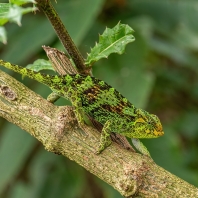 chameleon Johnstonův - Trioceros johnstoni
