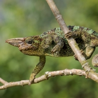 chameleon Johnstonův - Trioceros johnstoni