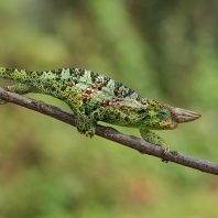 chameleon Johnstonův - Trioceros johnstoni
