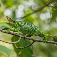 chameleon Johnstonův - Trioceros johnstoni