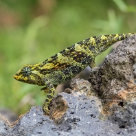 chameleon Johnstonův - Trioceros johnstoni