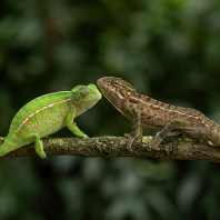 chameleon kobercový - Furcifer lateralis