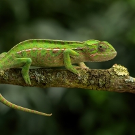 chameleon kobercový - Furcifer lateralis