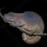 chameleon krátkorohý - Calumma brevicorne