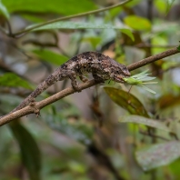 chameleon krátkorohý - Calumma brevicorne