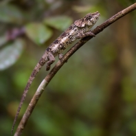 chameleon krátkorohý - Calumma brevicorne