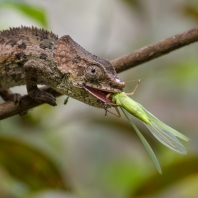 chameleon krátkorohý - Calumma brevicorne