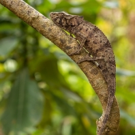 chameleon krátkorohý - Calumma brevicorne