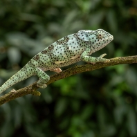 chameleon límcový - Chamaeleo dilepis
