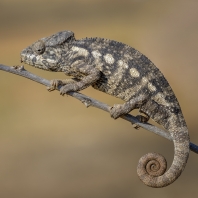 chameleon obrovský - Furcifer oustaleti