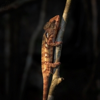 chameleon obrovský - Furcifer oustaleti