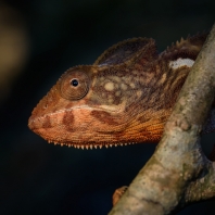 chameleon obrovský - Furcifer oustaleti