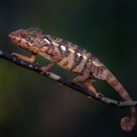 chameleon obrovský - Furcifer oustaleti