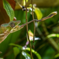 chameleon pardálí - Furcifer pardalis