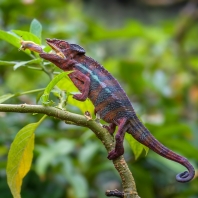 chameleon pardálí - Furcifer pardalis