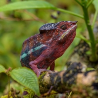 chameleon pardálí - Furcifer pardalis