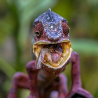 chameleon pardálí - Furcifer pardalis