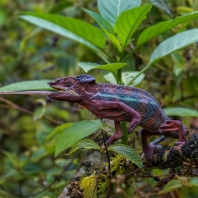 chameleon pardálí - Furcifer pardalis