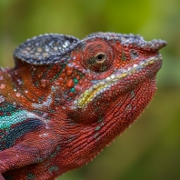 chameleon pardálí - Furcifer pardalis