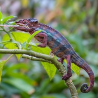 chameleon pardálí - Furcifer pardalis