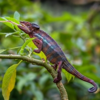 chameleon pardálí - Furcifer pardalis