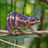 chameleon pardálí - Furcifer pardalis