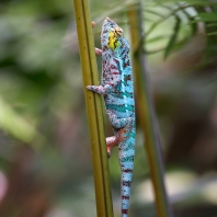 chameleon pardálí - Furcifer pardalis