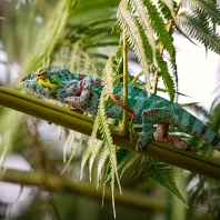 chameleon pardálí - Furcifer pardalis