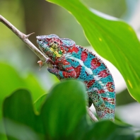 chameleon pardálí - Furcifer pardalis