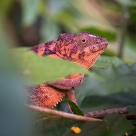 chameleon pardálí - Furcifer pardalis