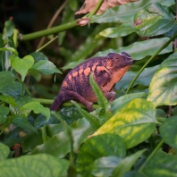 chameleon pardálí - Furcifer pardalis