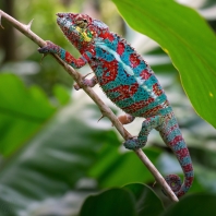 chameleon pardálí - Furcifer pardalis